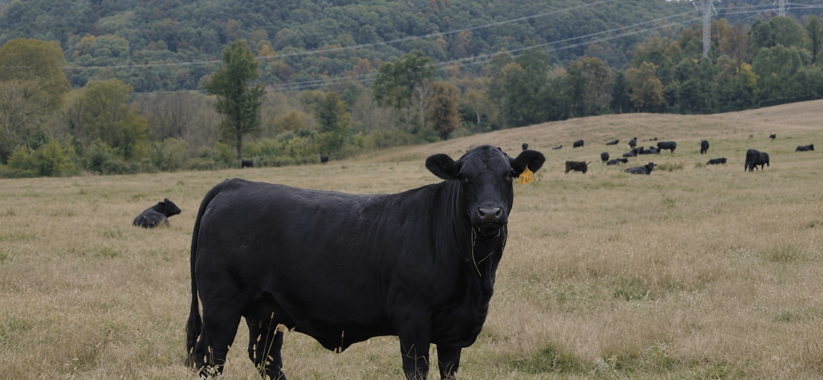 How We Raise
Our Cattle