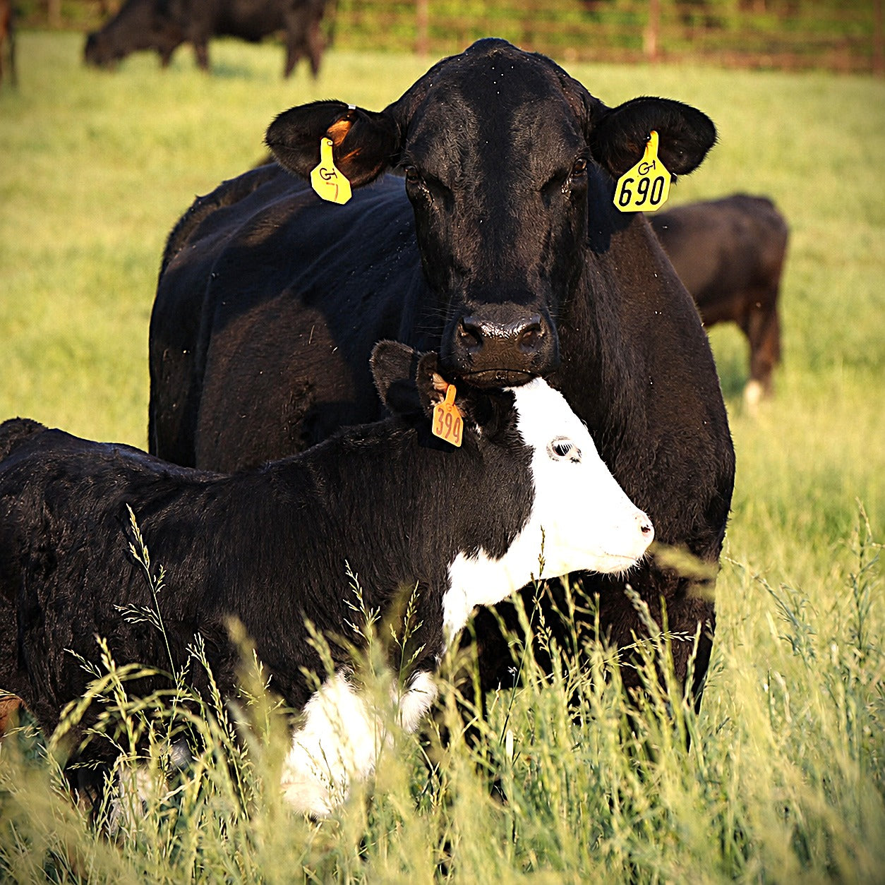 C3 cattle in the Arkansas River Valley