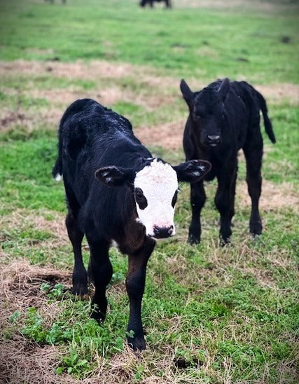 Animal Health